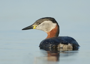 Шунгуур (Буурал шунгуур)